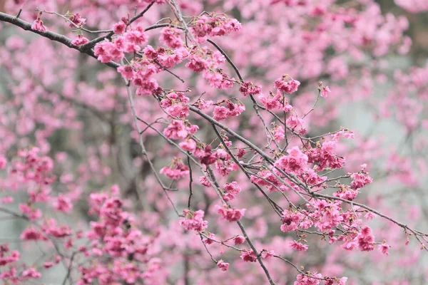 March 2011 Cherry Blossoms Full Bloom Cheung Chau — 图库照片