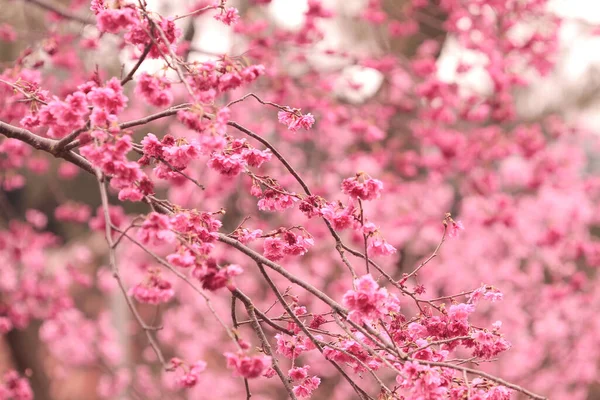 March 2011 Cherry Blossoms Full Bloom Cheung Chau — Photo