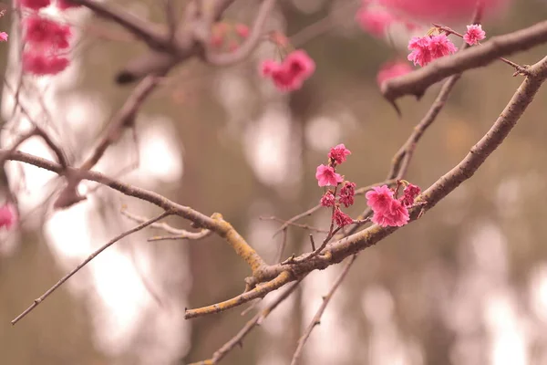 March 2011 Cherry Blossoms Full Bloom Cheung Chau — Fotografia de Stock