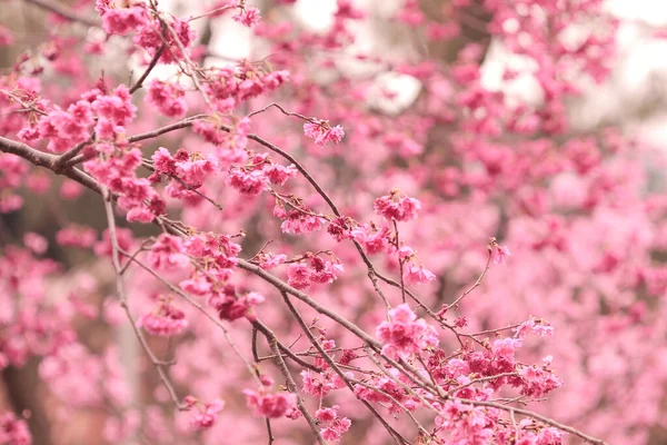 March 2011 Cherry Blossoms Full Bloom Cheung Chau — Stockfoto