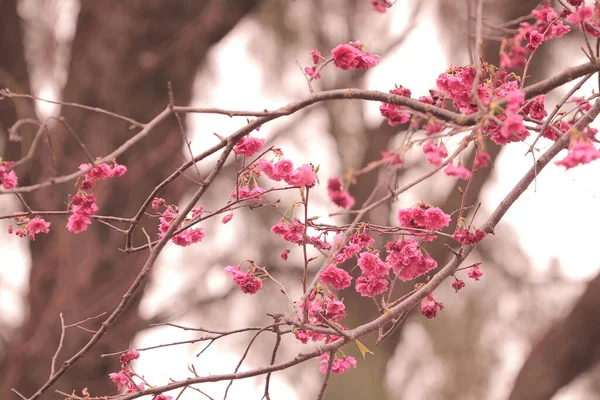 March 2011 Cherry Blossoms Full Bloom Cheung Chau — Stock Photo, Image