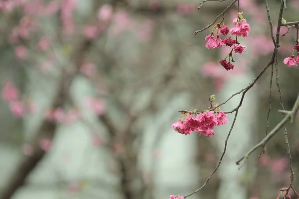 March 2011 Cherry Blossoms Full Bloom Cheung Chau — Stock fotografie