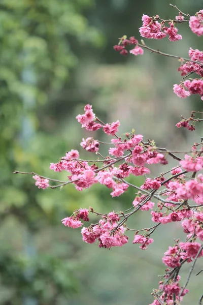 March 2011 Cherry Blossoms Full Bloom Cheung Chau — Foto de Stock
