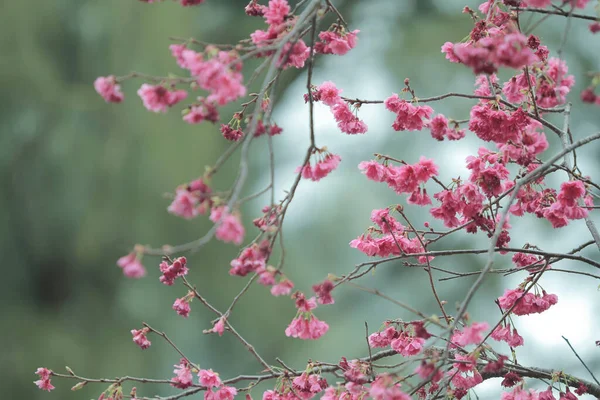 March 2011 Cherry Blossoms Full Bloom Cheung Chau — Stock fotografie