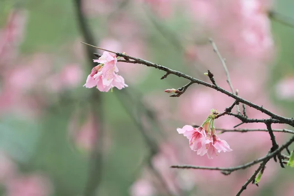 March 2011 Cherry Blossoms Full Bloom Cheung Chau — Zdjęcie stockowe