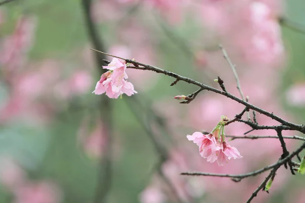 March 2011 Cherry Blossoms Full Bloom Cheung Chau — Foto Stock