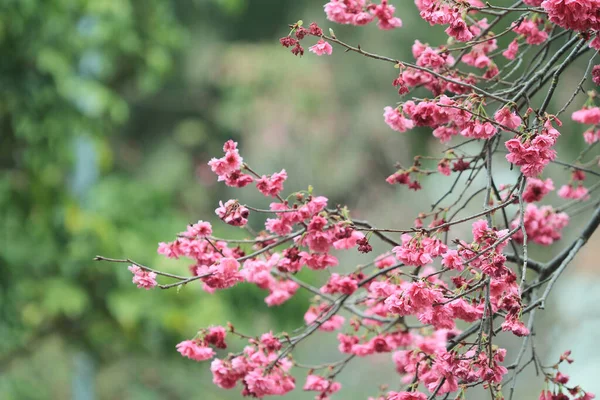 March 2011 Cherry Blossoms Full Bloom Cheung Chau — Fotografia de Stock