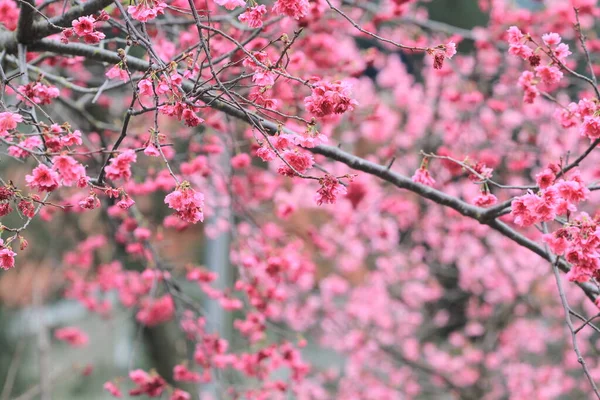 March 2011 Cherry Blossoms Full Bloom Cheung Chau — Stockfoto