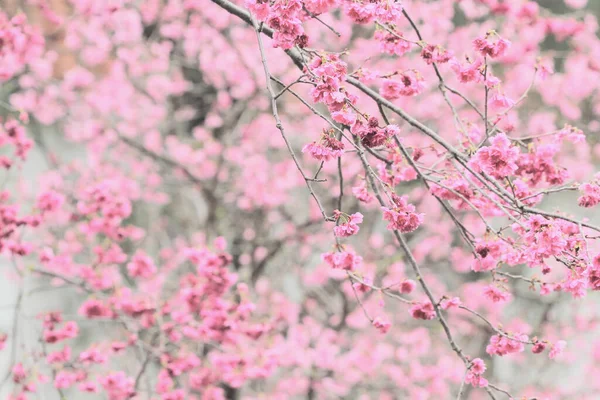 March 2011 Cherry Blossoms Full Bloom Cheung Chau — Stock Photo, Image