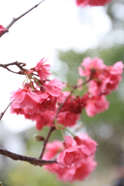 March 2011 Cherry Blossoms Full Bloom Cheung Chau — Zdjęcie stockowe