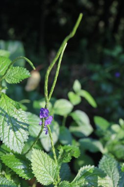 Mini menekşe ve yeşil yaprakların resmi.