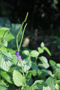 Mini menekşe ve yeşil yaprakların resmi.