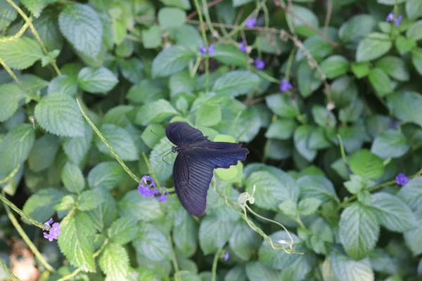 Uma Imagem Mini Flores Violetas Folhas Verdes — Fotografia de Stock