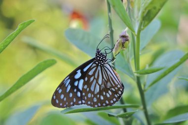 Bahçedeki kelebek, Yapraktaki Kelebek