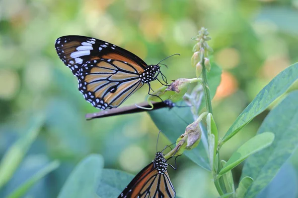 butterfly in a garden, Butterfly On Leaf