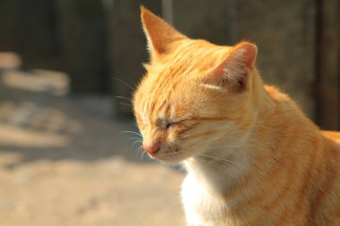 Şehirdeki sevimli sokak kedisi