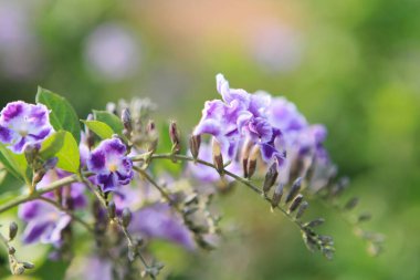 1 Ocak 2012 Mor gladiolus çiçeklerine çiçek yakın