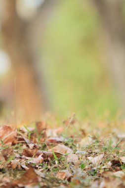 Sarı arka planda Çin sakızı veya Formosan sakızı 8 Ocak 2012