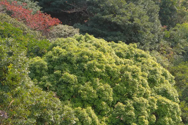 2012年1月1日自然コンセプトは Ngong Pingの風景 — ストック写真