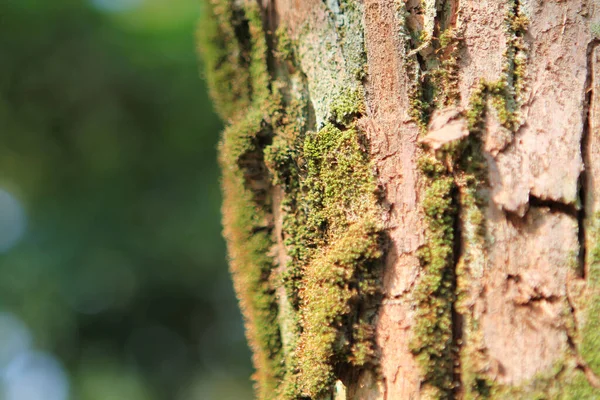 Detalle Musgo Verde Una Corteza Árbol Durante Temporada Otoño — Foto de Stock