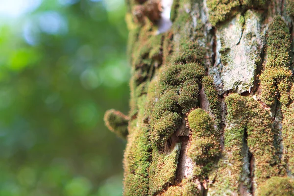 Detalhe Musgo Verde Uma Casca Árvore Durante Estação Outono — Fotografia de Stock