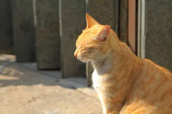 Прекрасна Вулична Кішка Місті — стокове фото