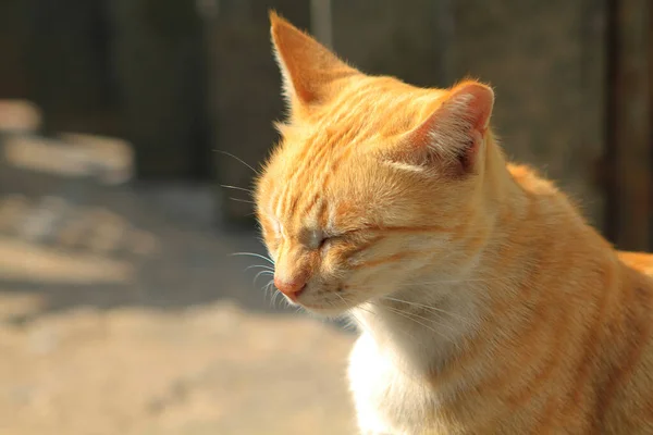Krásná Pouliční Kočka Městě — Stock fotografie