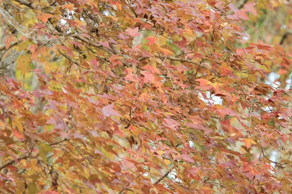 Chinesischer Kaugummi Oder Formosan Kaugummi Auf Gelbem Hintergrund Jan 2012 — Stockfoto