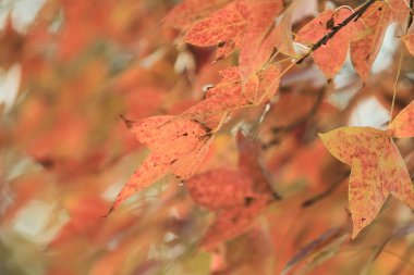 Sarı arka planda Çin sakızı veya Formosan sakızı 8 Ocak 2012