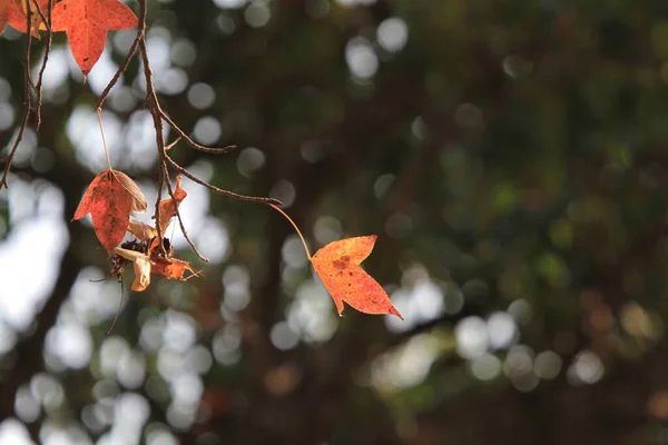 Chinese sweet gum or Formosan gum on yellow background 8 Jan 2012