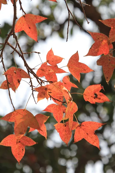 Chinese sweet gum or Formosan gum on yellow background 8 Jan 2012