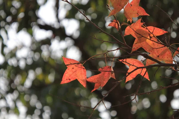 Chinese sweet gum or Formosan gum on yellow background 8 Jan 2012