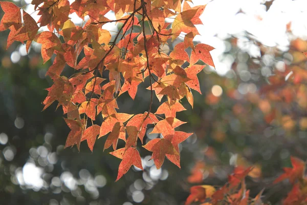 Chinese sweet gum or Formosan gum on yellow background 8 Jan 2012