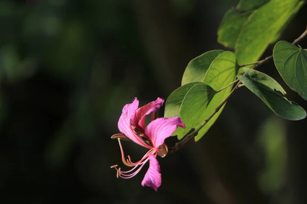 Λουλούδι Bauhinia Στο Χονγκ Κονγκ Ροζ Λουλούδι Bauhinia — Φωτογραφία Αρχείου