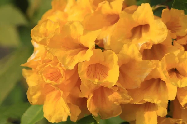 Gula Blommorna Närbild Sommar Natur Vacker — Stockfoto