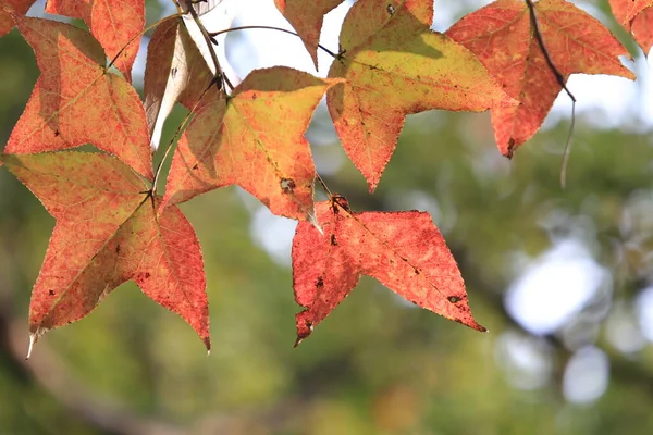 Chinese sweet gum or Formosan gum on yellow background 8 Jan 2012