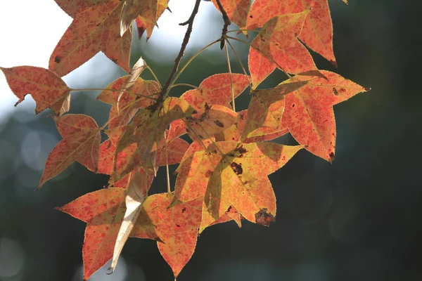 Chinese sweet gum or Formosan gum on yellow background 8 Jan 2012