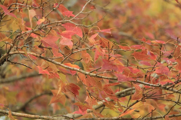 Chinese sweet gum or Formosan gum on yellow background 8 Jan 2012