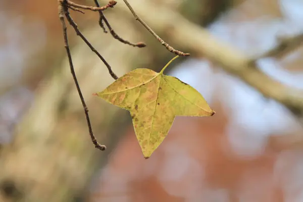 Chinese Sweet Gum Formosan Gum Yellow Background Jan 2012 — Stock Photo, Image