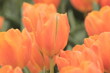 hk çiçek fuarlı renkli lale tarlası 