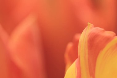 hk çiçek fuarlı renkli lale tarlası 