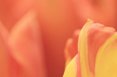 hk çiçek fuarlı renkli lale tarlası 