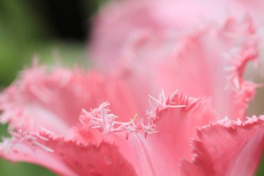 hk çiçek fuarlı renkli lale tarlası 