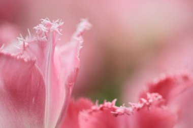 hk çiçek fuarlı renkli lale tarlası 