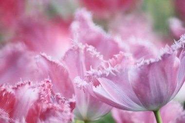 hk çiçek fuarlı renkli lale tarlası 