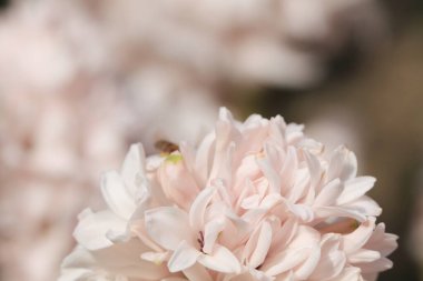 17 Mart 2012 geleneksel paskalya çiçekleri, çiçek arkaplanı, paskalya arkaplanı