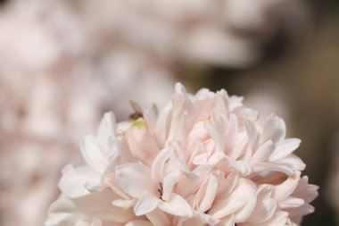 17 Mart 2012 geleneksel paskalya çiçekleri, çiçek arkaplanı, paskalya arkaplanı