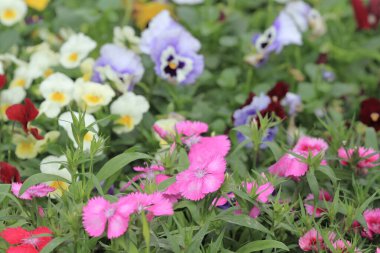 Çimenlikteki çok renkli çiçek bahçesi, doğa arka planı.
