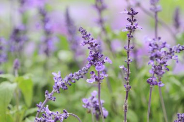 Çimenlikteki çok renkli çiçek bahçesi, doğa arka planı.
