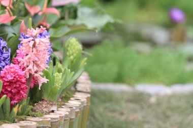 Çimenlikteki çok renkli çiçek bahçesi, doğa arka planı.